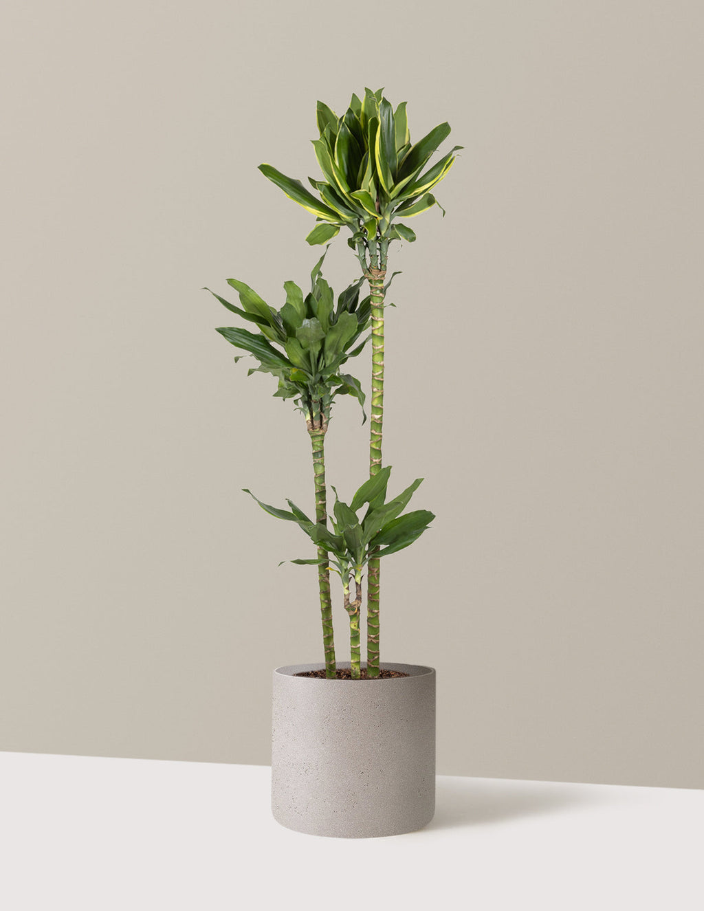 Dracaena Steudneri Gold Dream