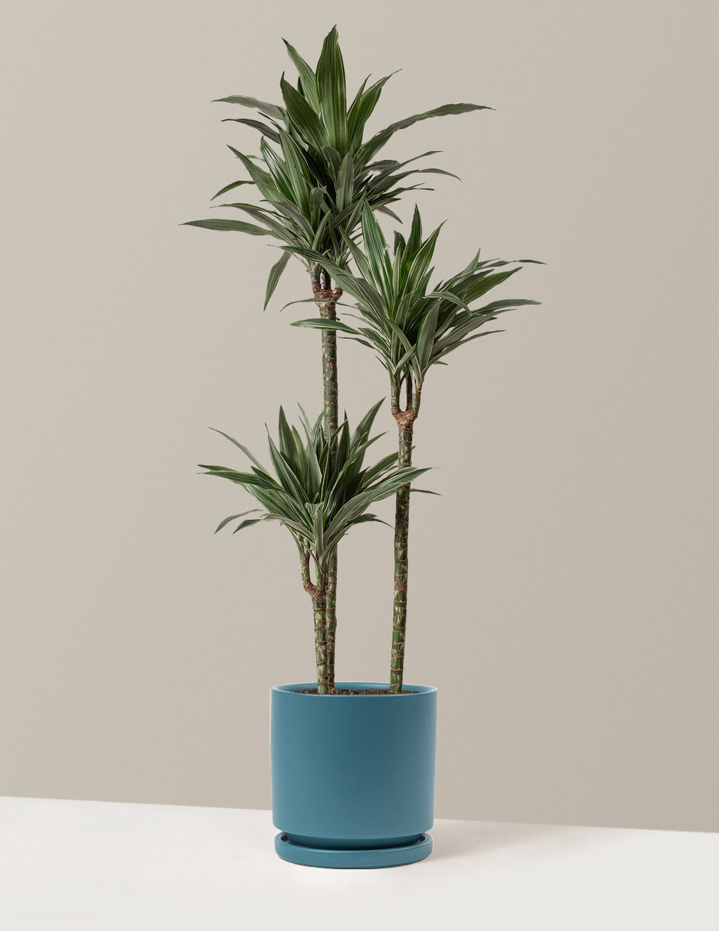 Large Dracaena Warneckii