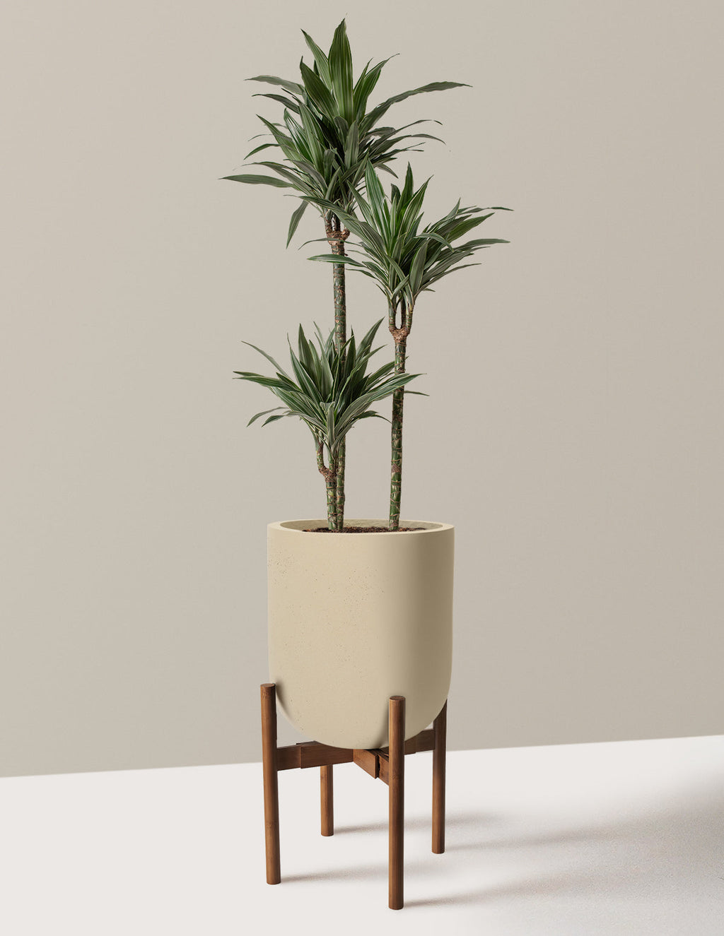 Large Dracaena Warneckii