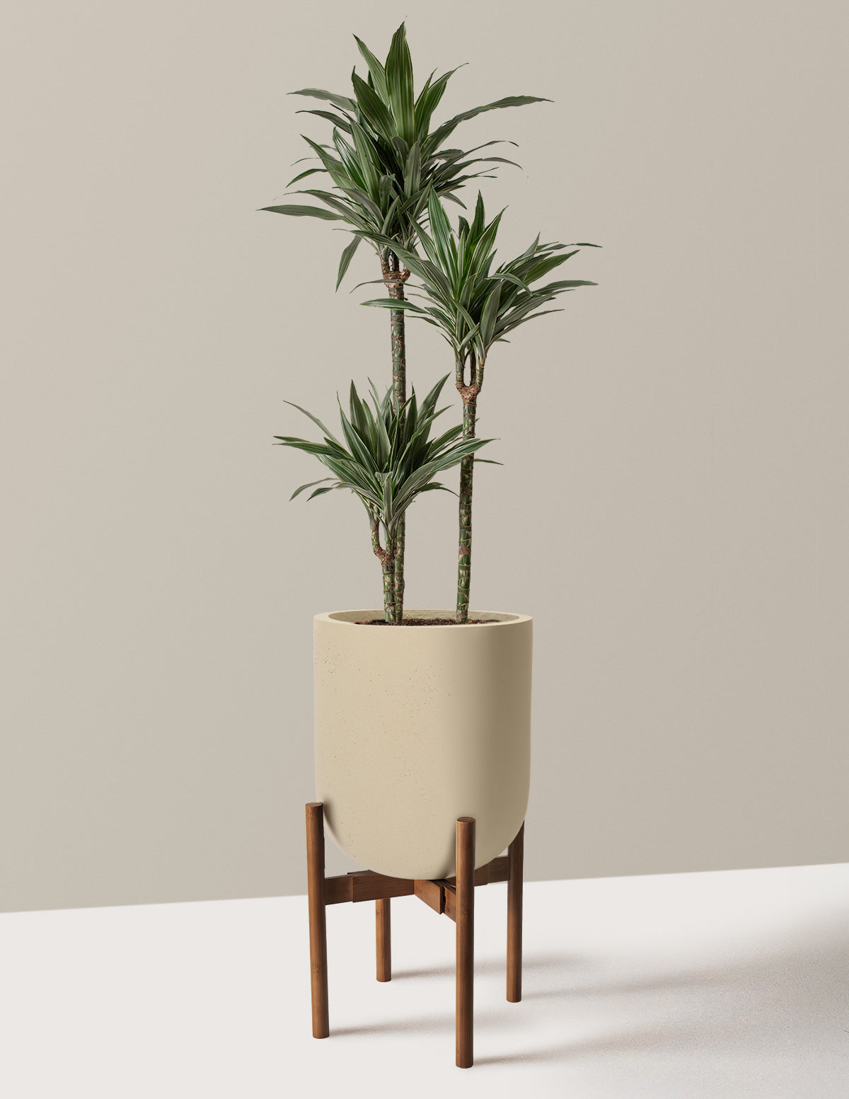 Large Dracaena Warneckii
