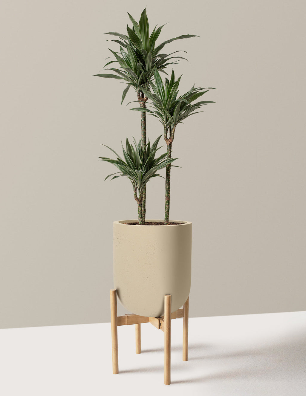 Large Dracaena Warneckii