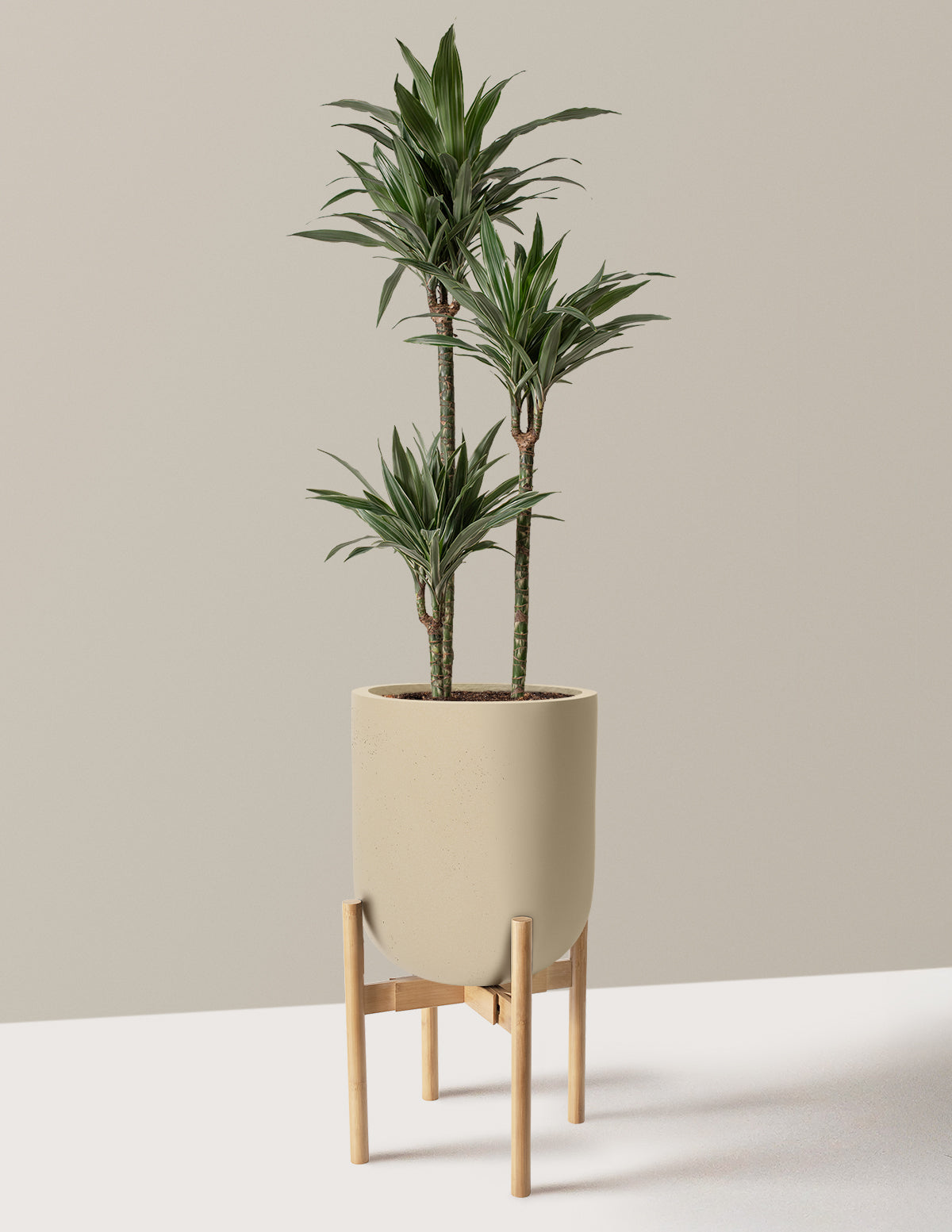 Large Dracaena Warneckii