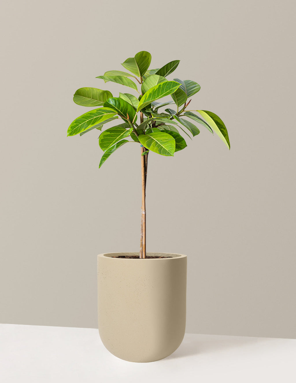 Large Ficus Altissima Tree