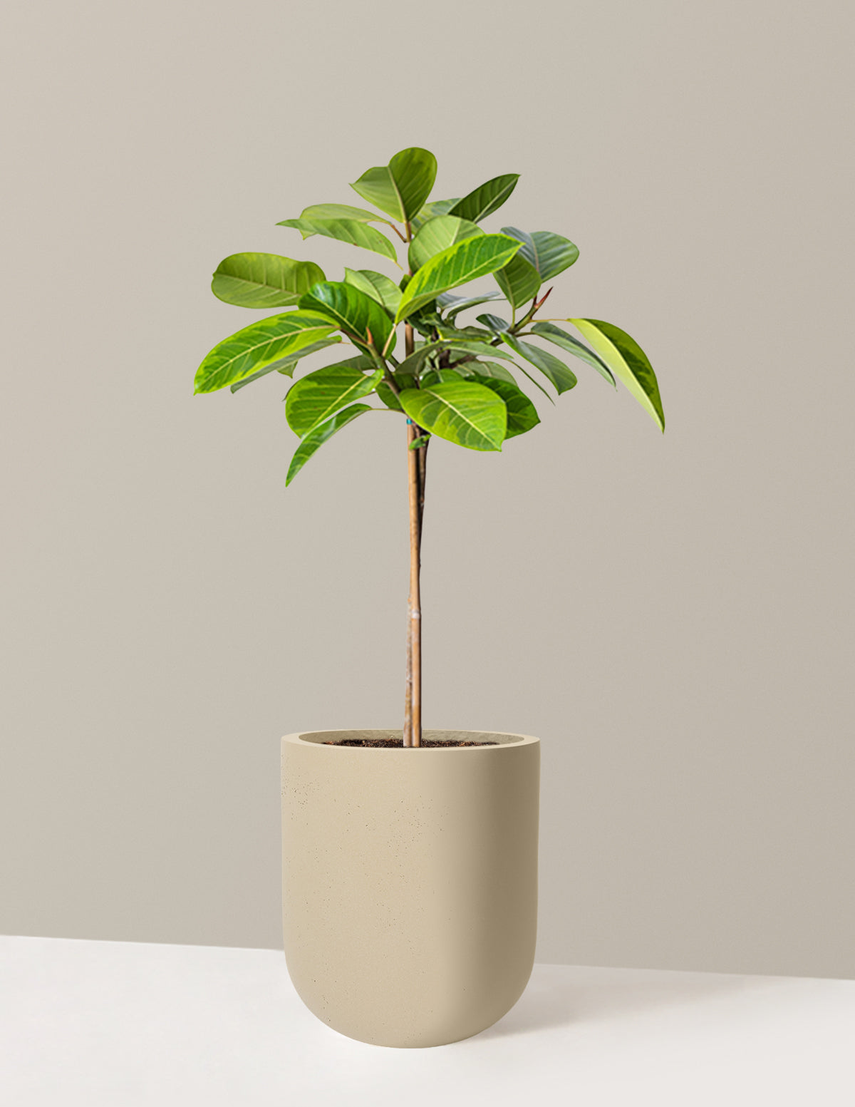Large Ficus Altissima Tree