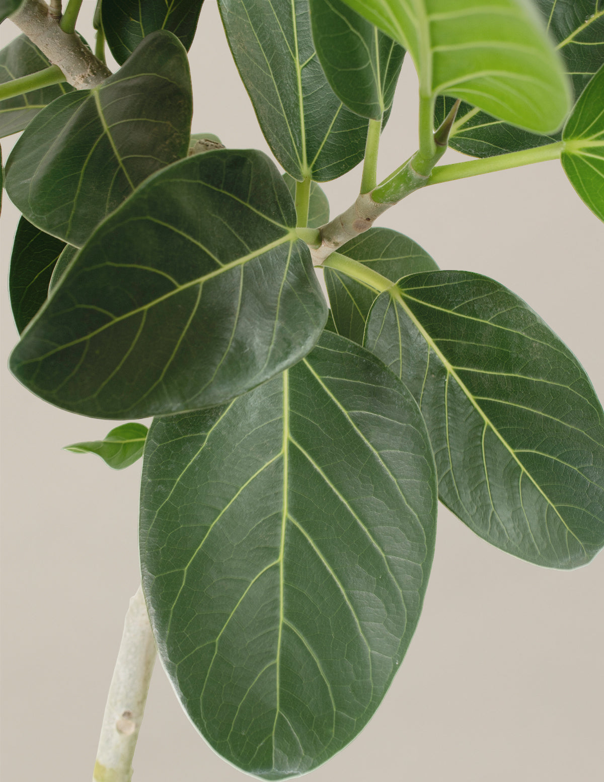 Ficus Audrey Bush
