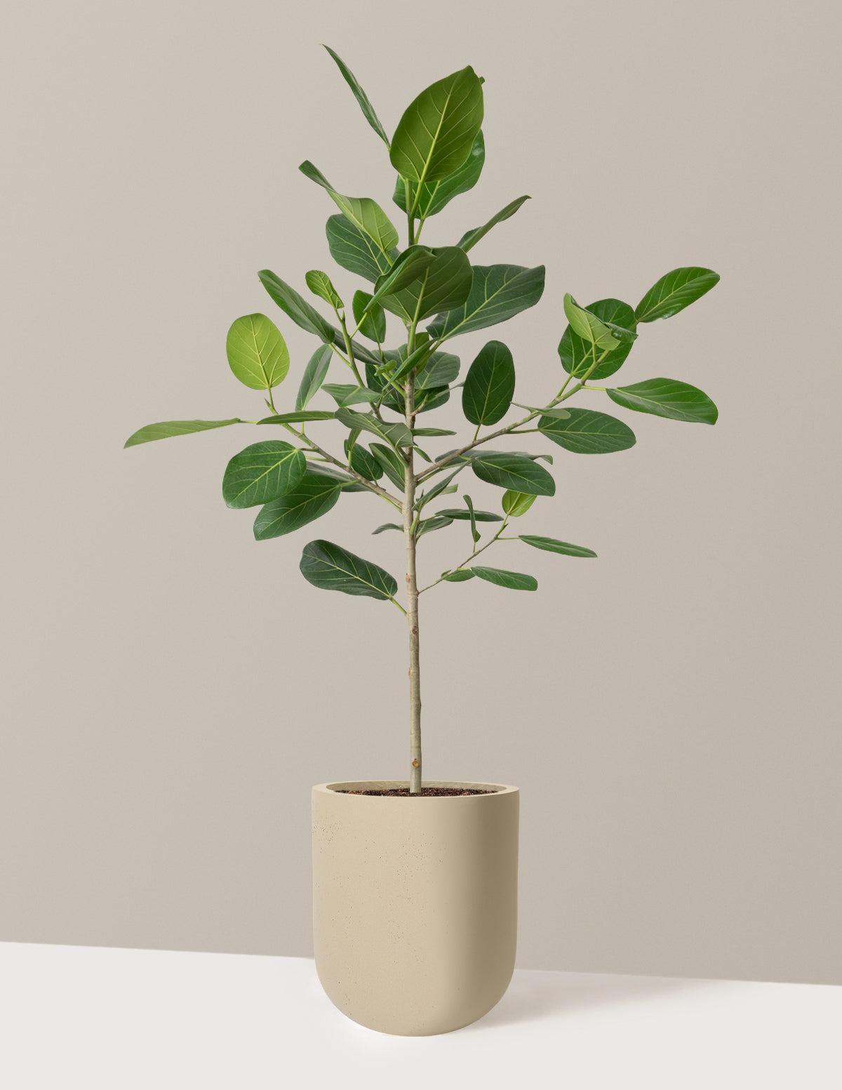 Ficus Audrey Tree