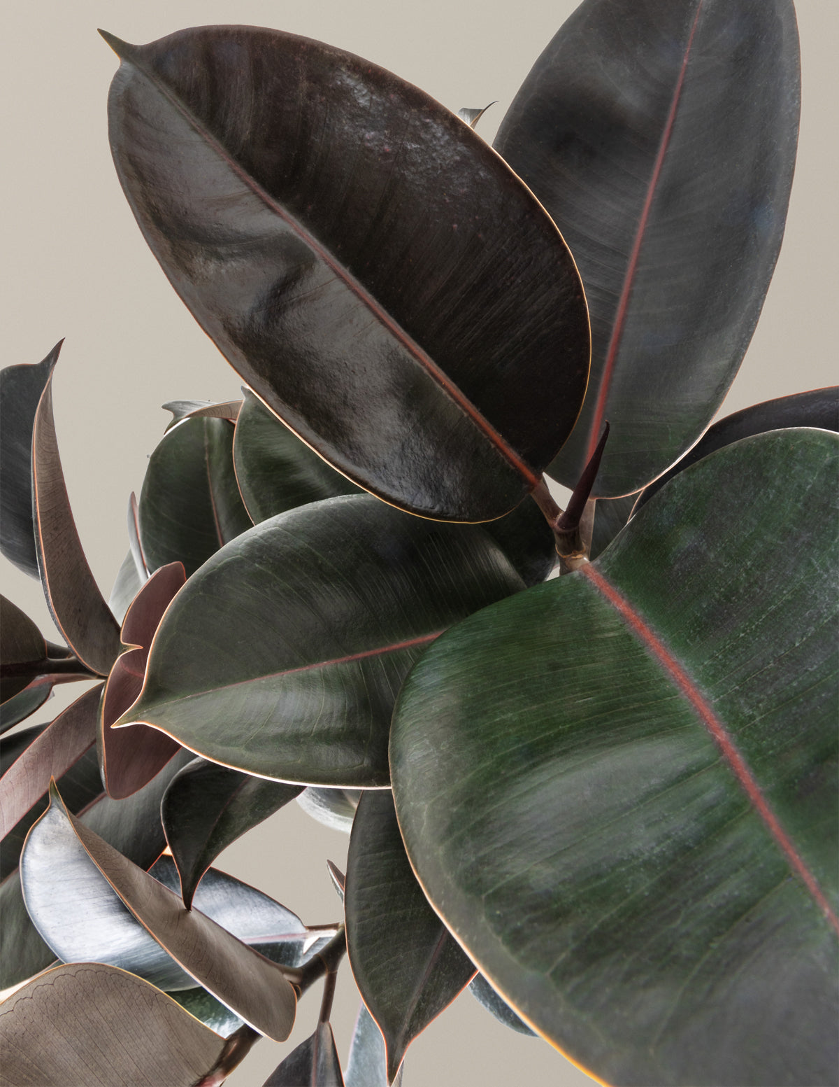 Ficus Burgundy Rubber Tree