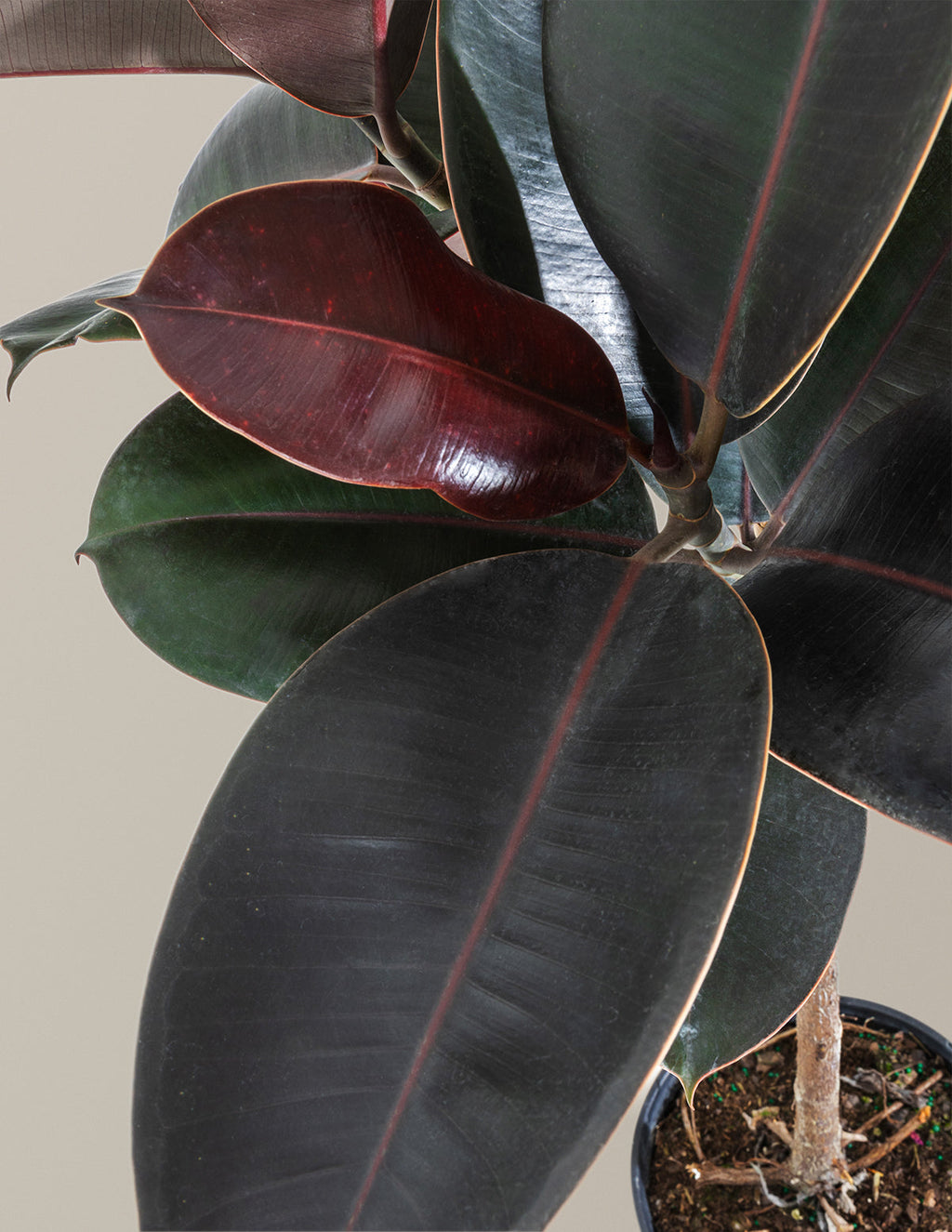 Ficus Burgundy Rubber Tree
