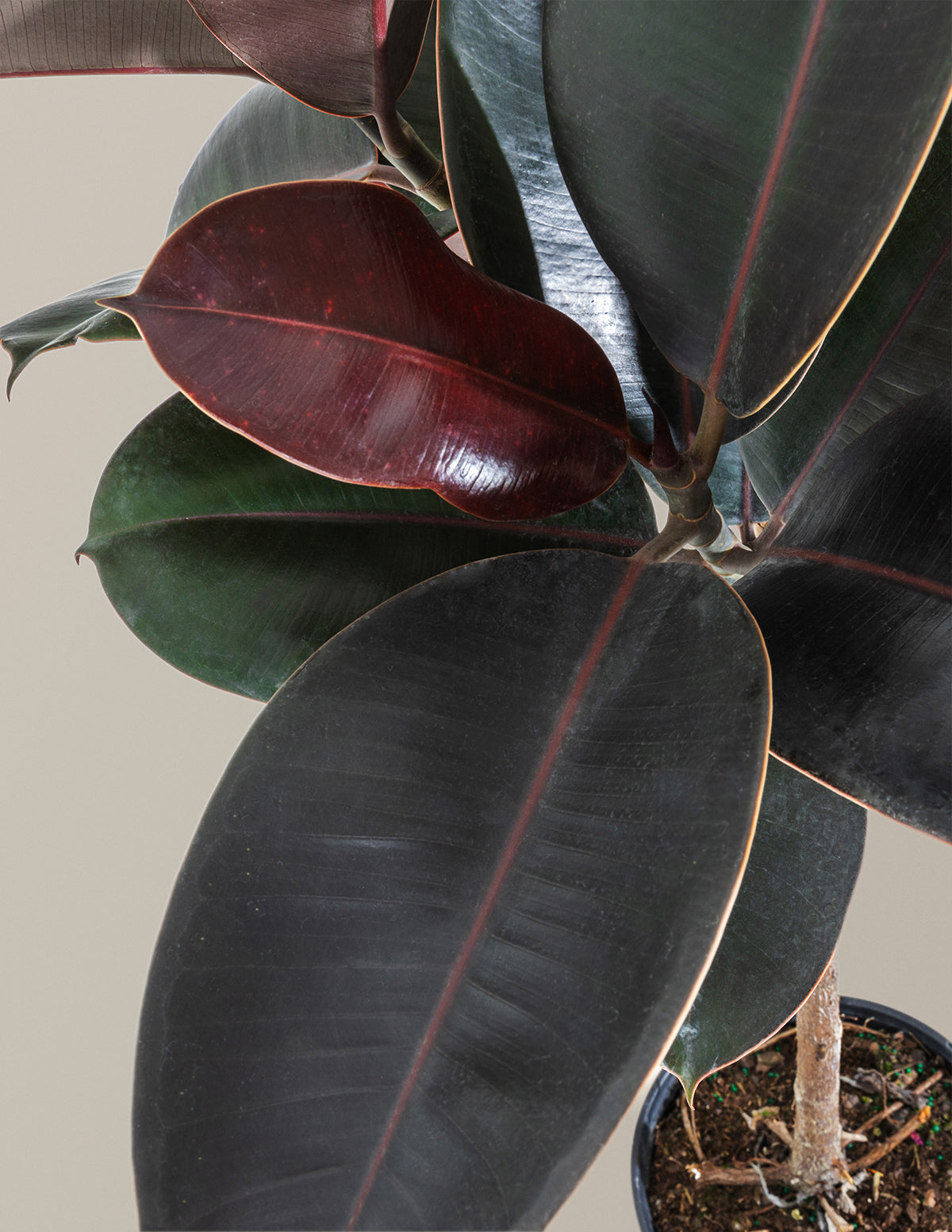 Ficus Burgundy Rubber Tree