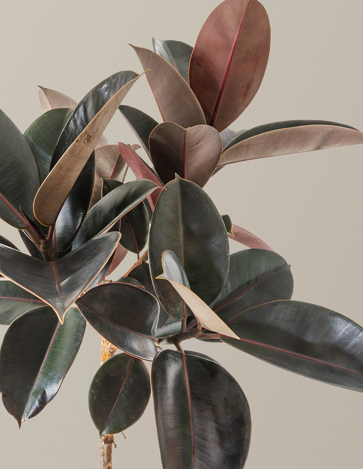 Ficus Burgundy Rubber Tree