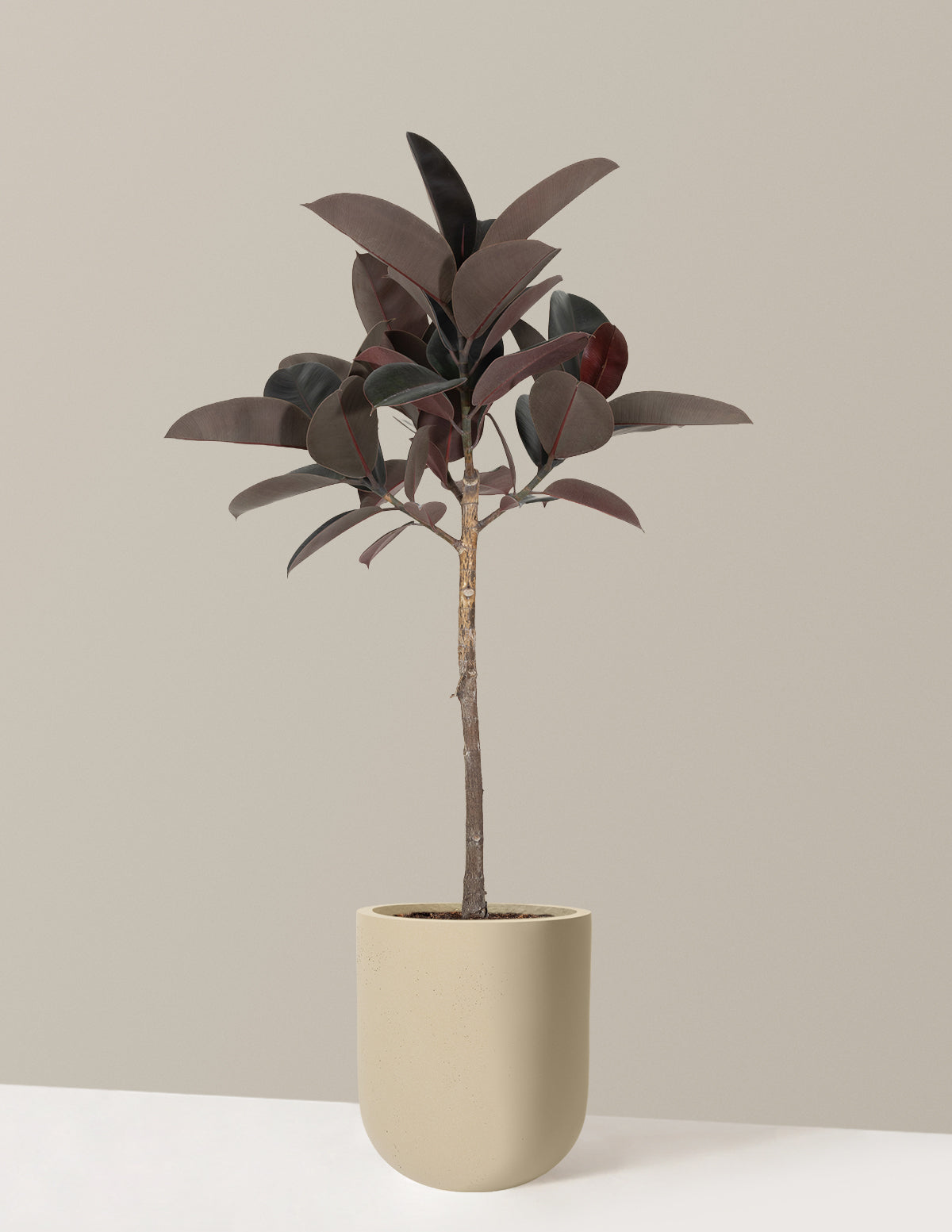 Ficus Burgundy Rubber Tree