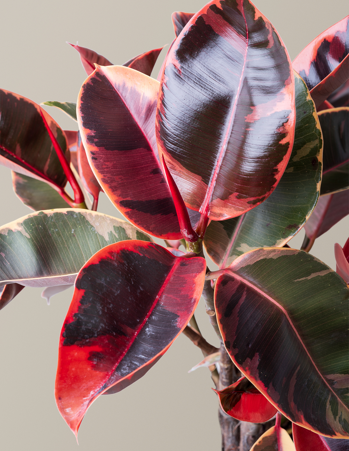 Ficus Ruby