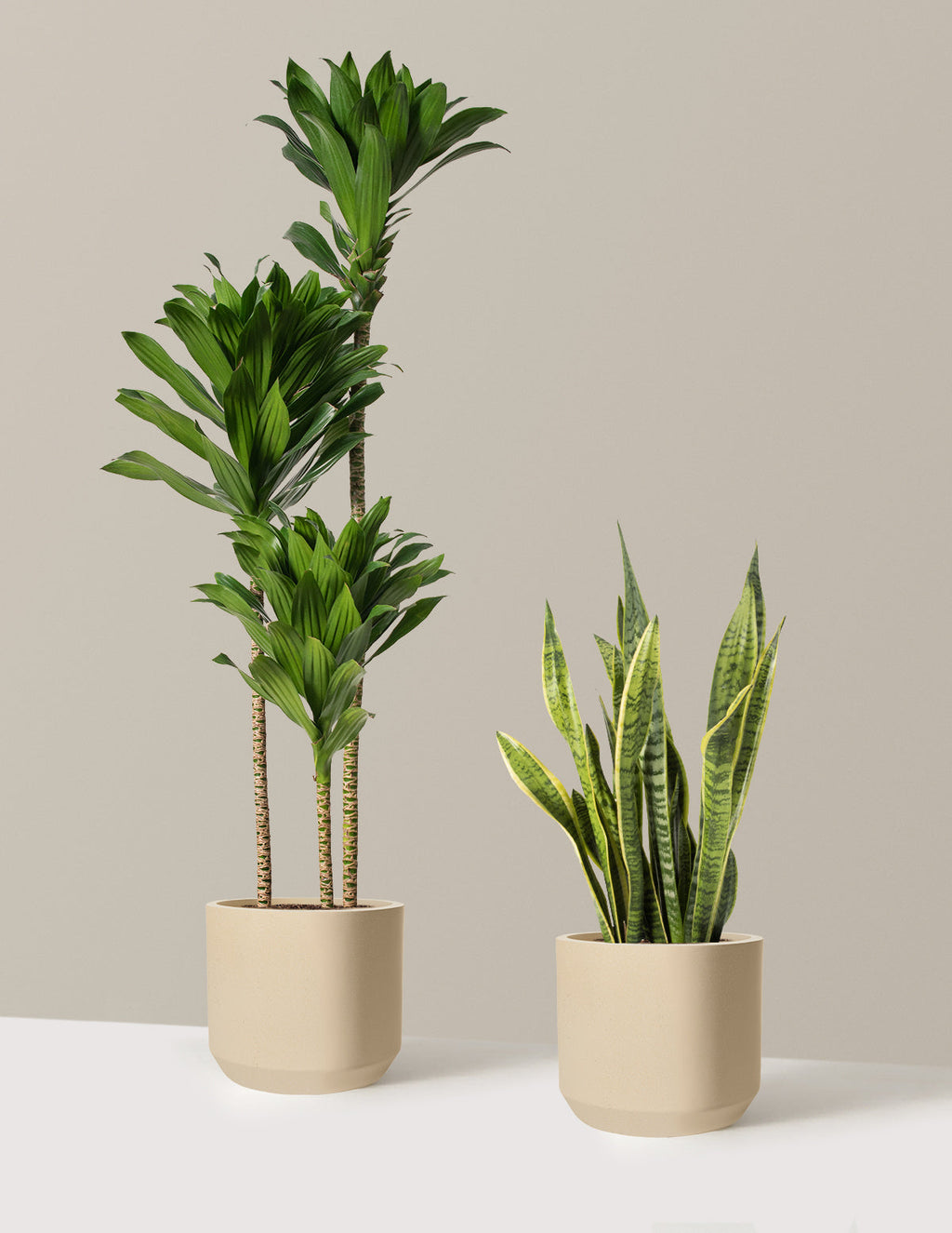 Modern Office Duo