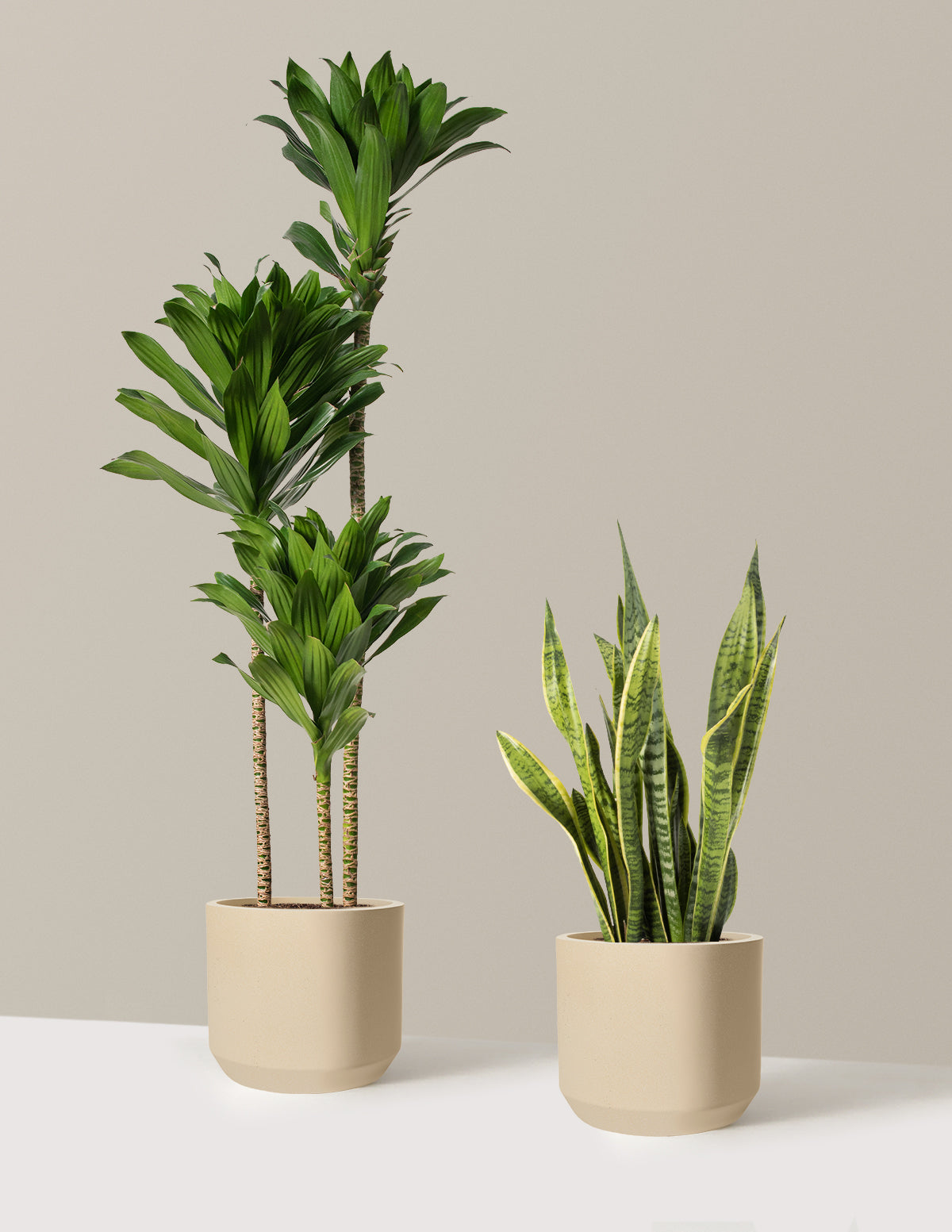 Modern Office Duo