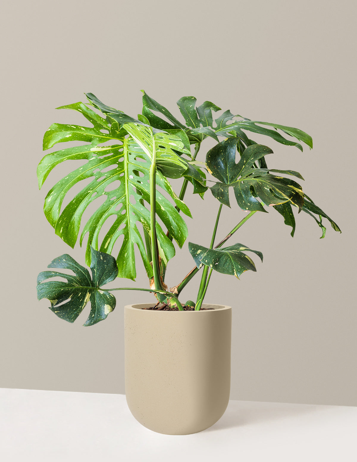 Monstera Thai Constellation
