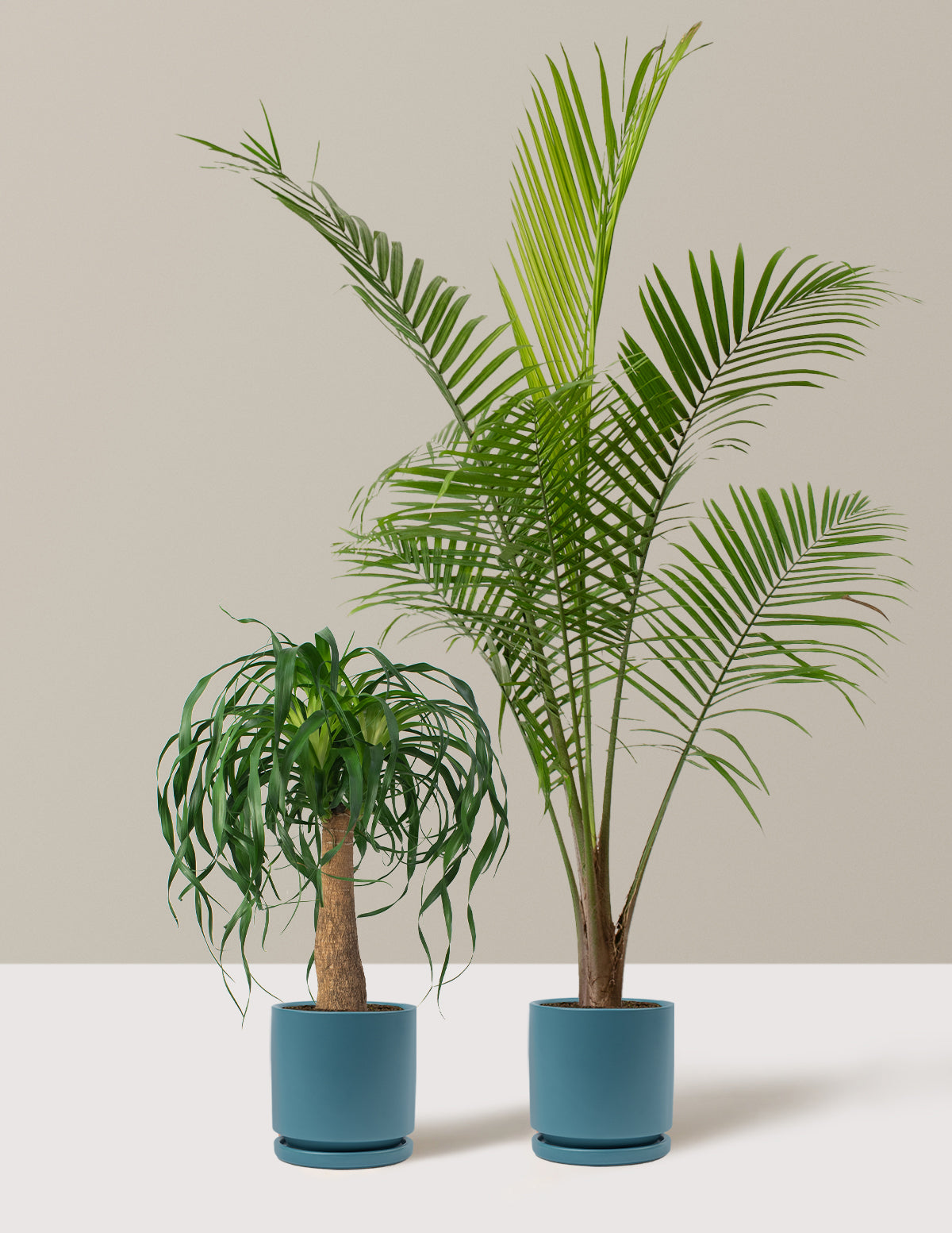 The Palm Bundle