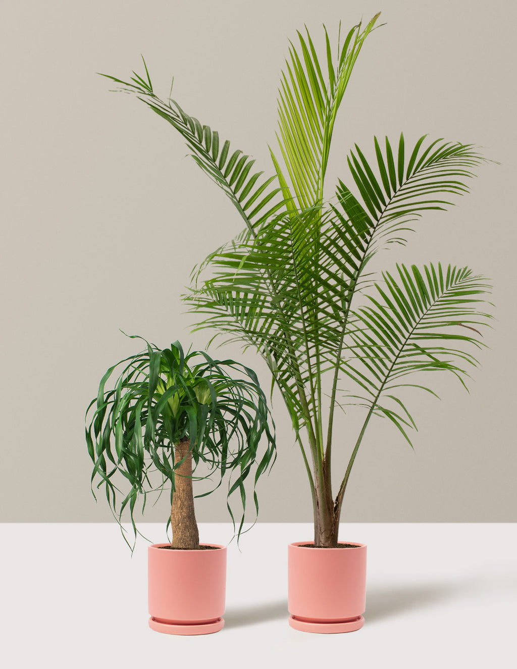 The Palm Bundle