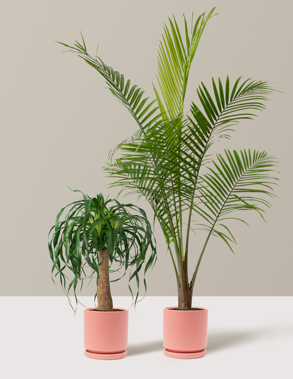 The Palm Bundle
