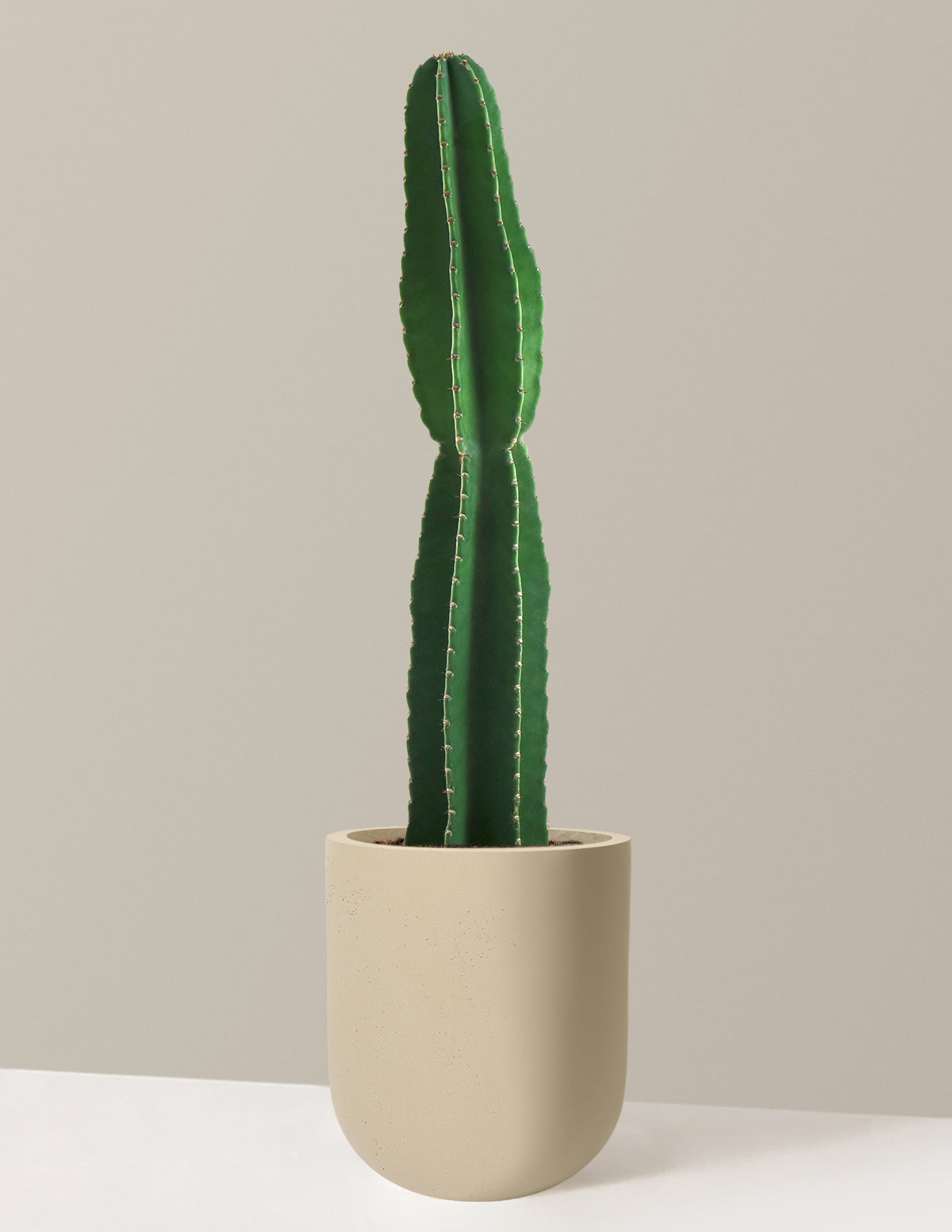 Large Peruvian Apple Cactus