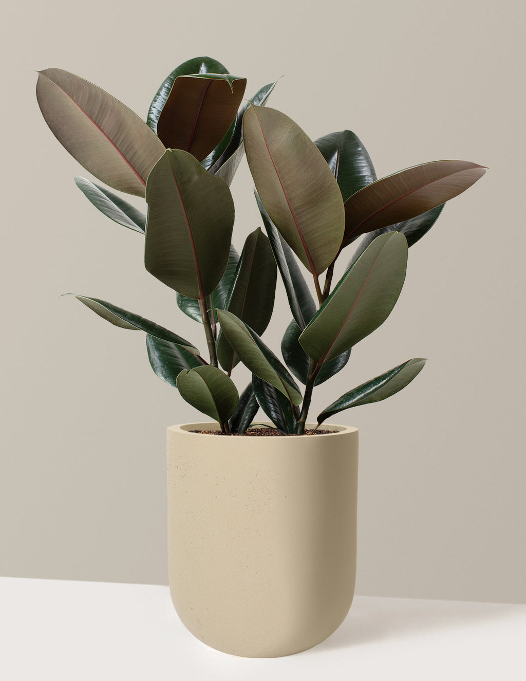 Ficus Burgundy Rubber Plant