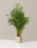 Areca Purifying Palm