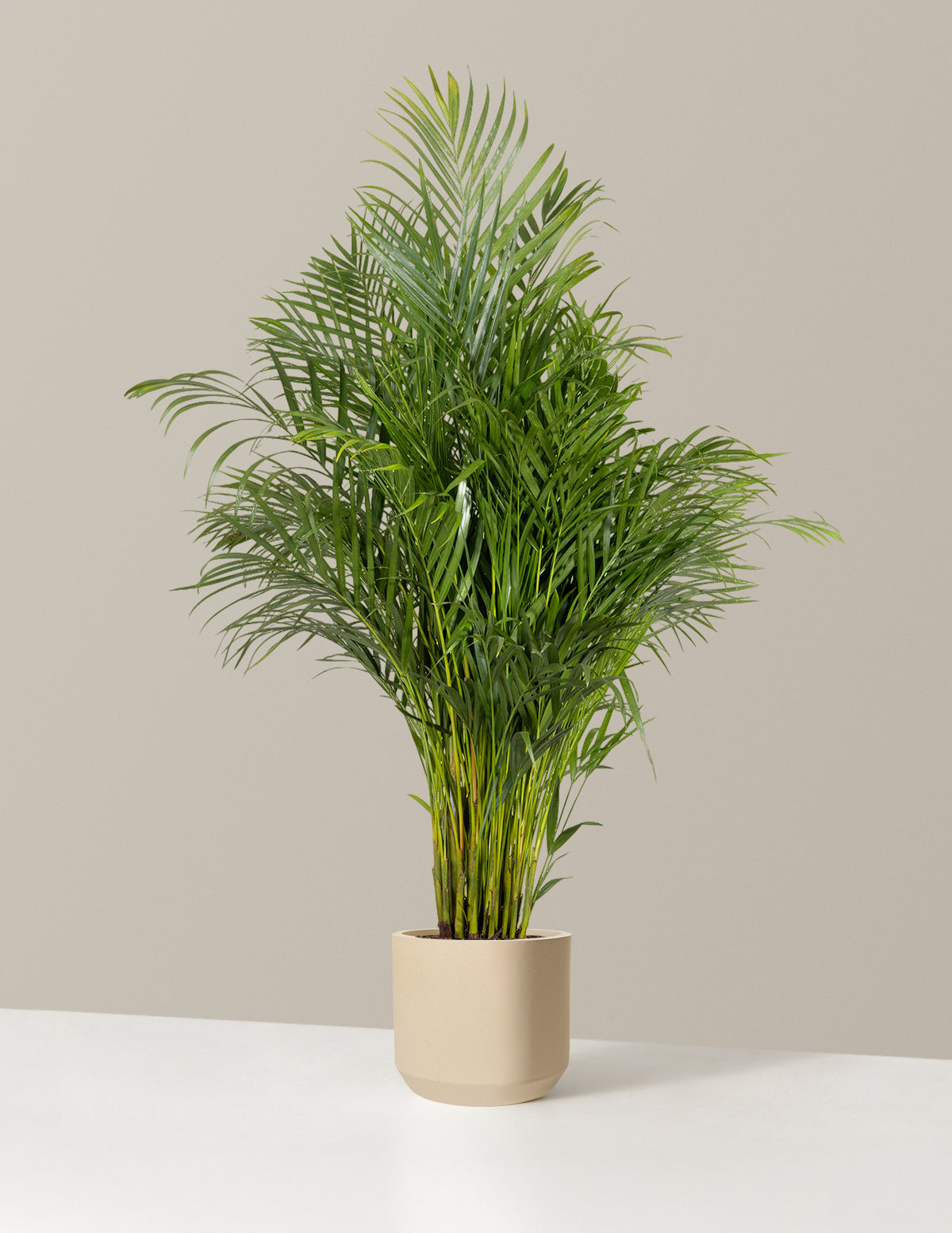Areca Purifying Palm