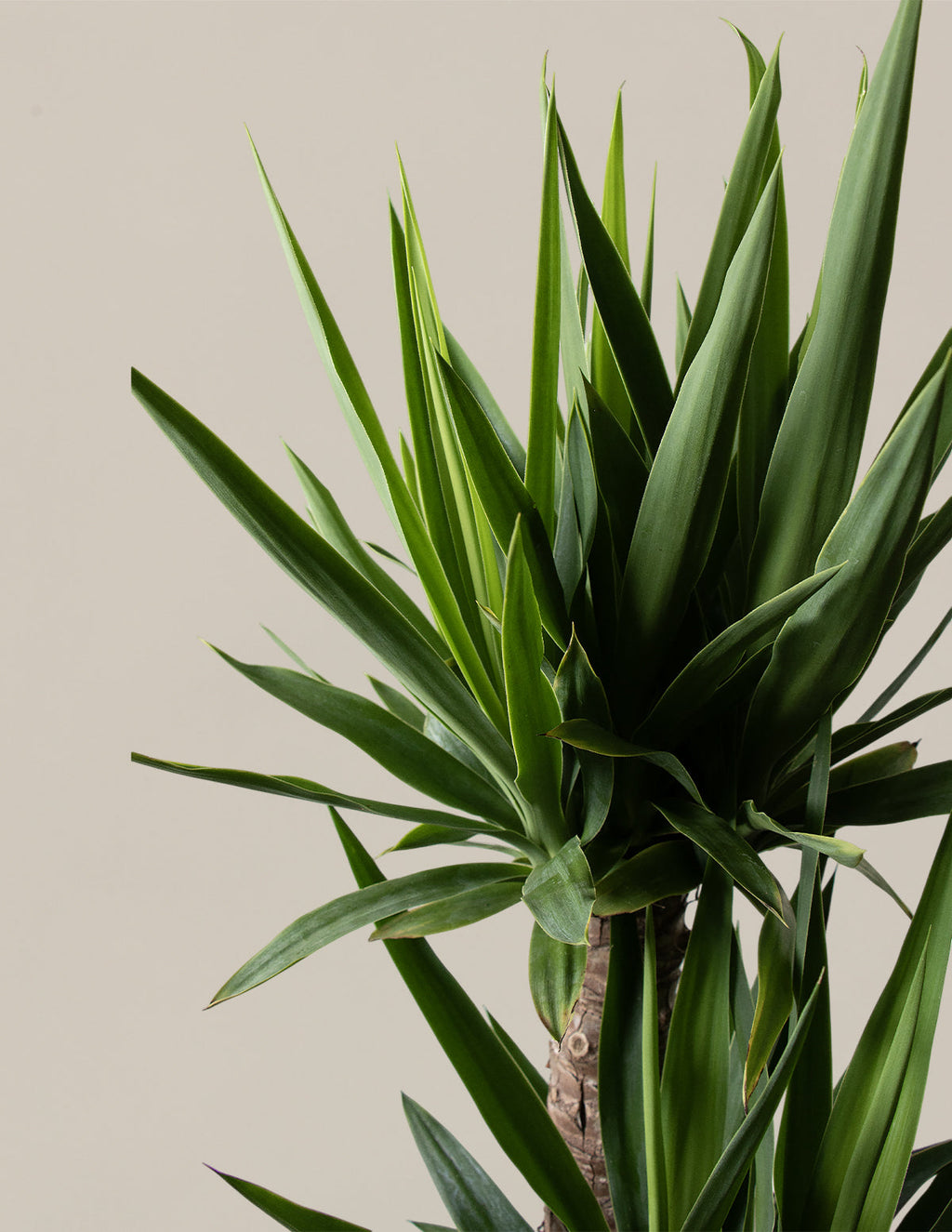 Yucca Plant Multi Stem
