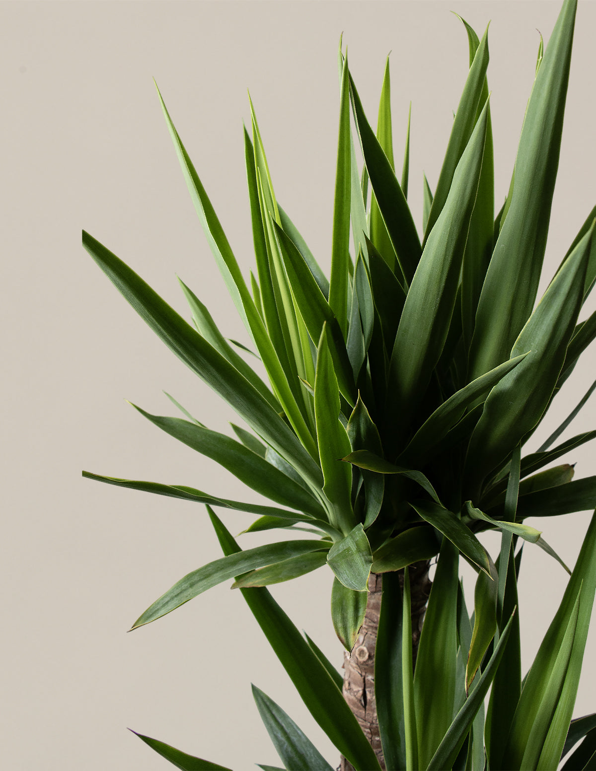 Yucca Plant Multi Stem