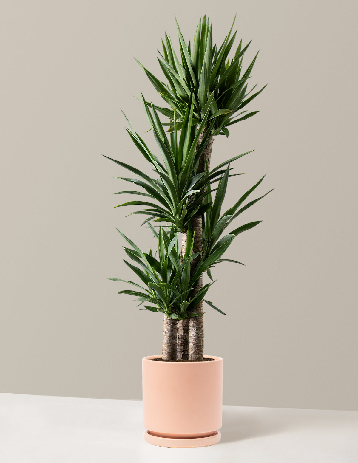 Yucca Plant Multi Stem