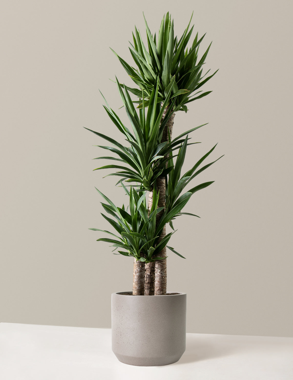 Yucca Plant Multi Stem