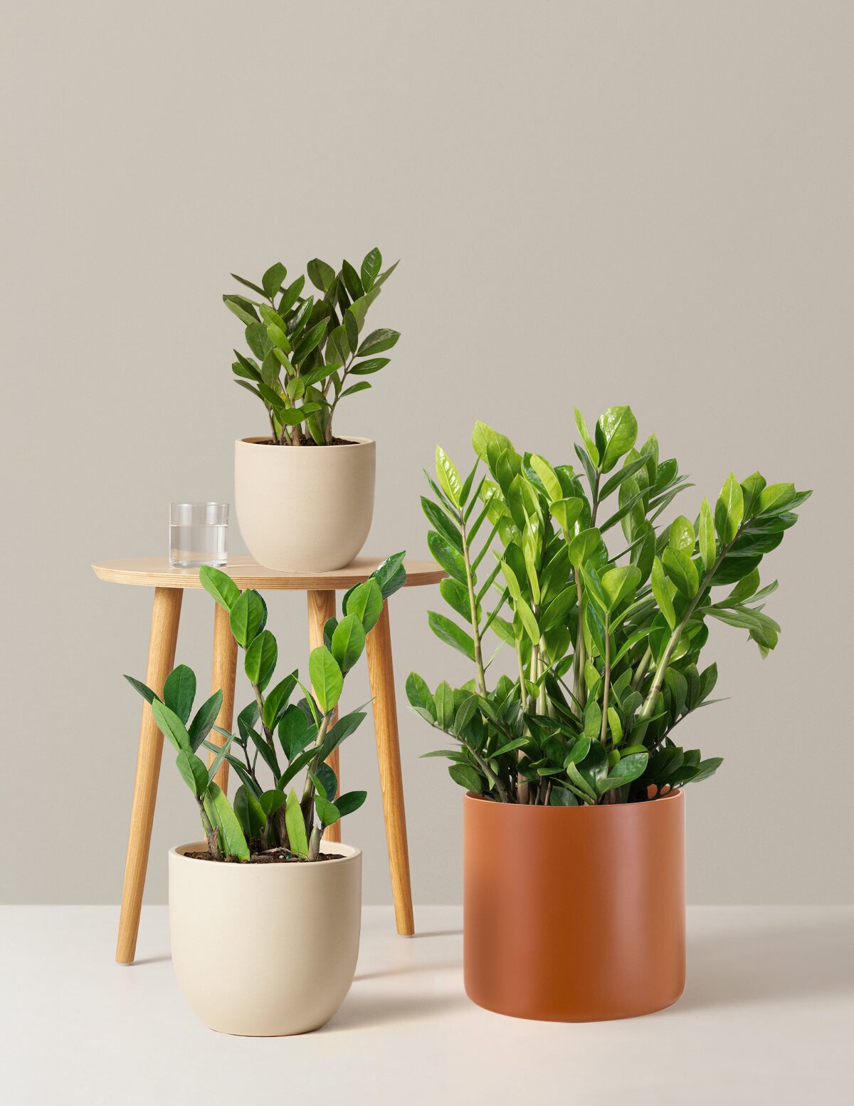 ZZ Plant