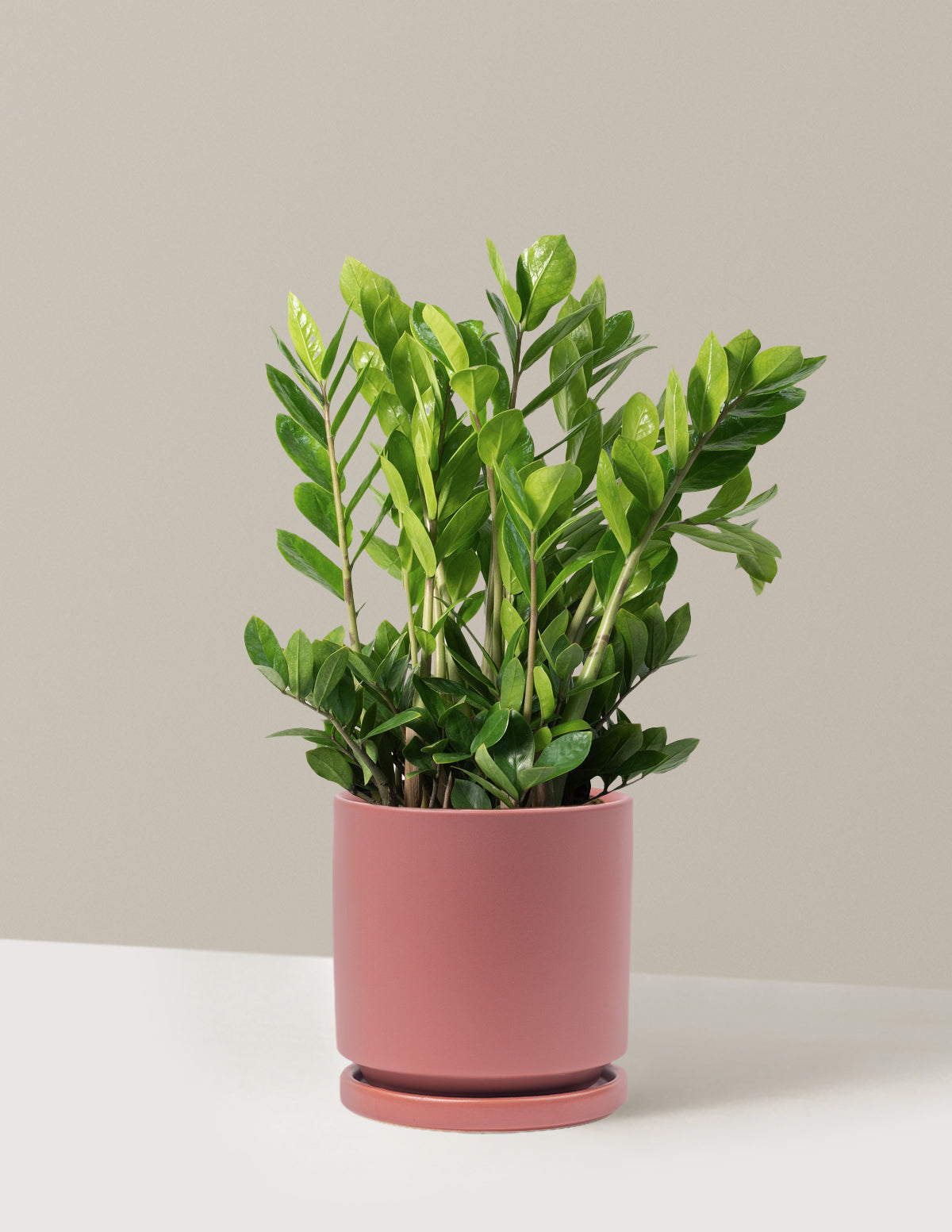 ZZ Plant