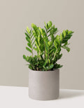 ZZ Plant