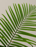 New Digs Pet Friendly Plant Trio
