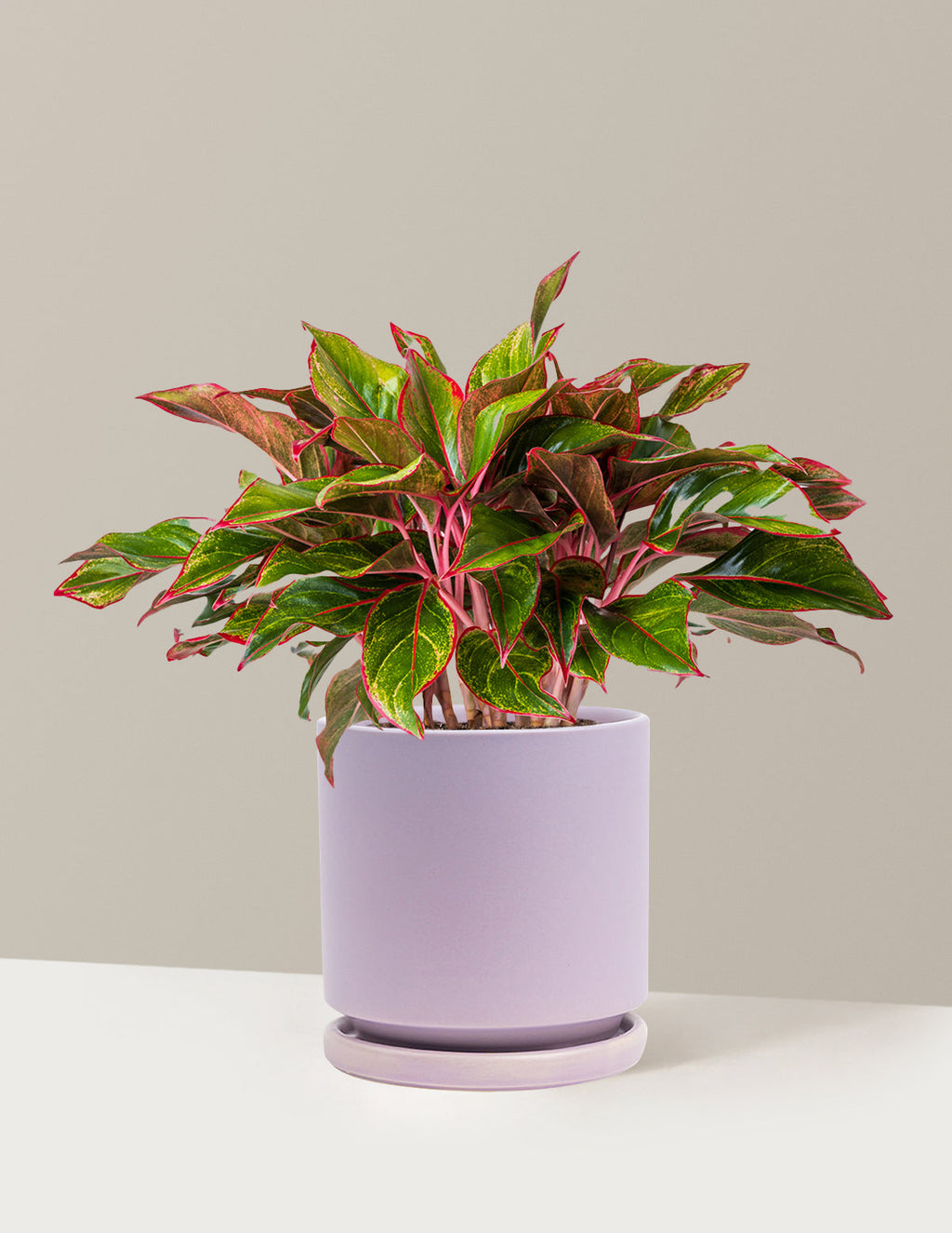 Aglaonema Siam