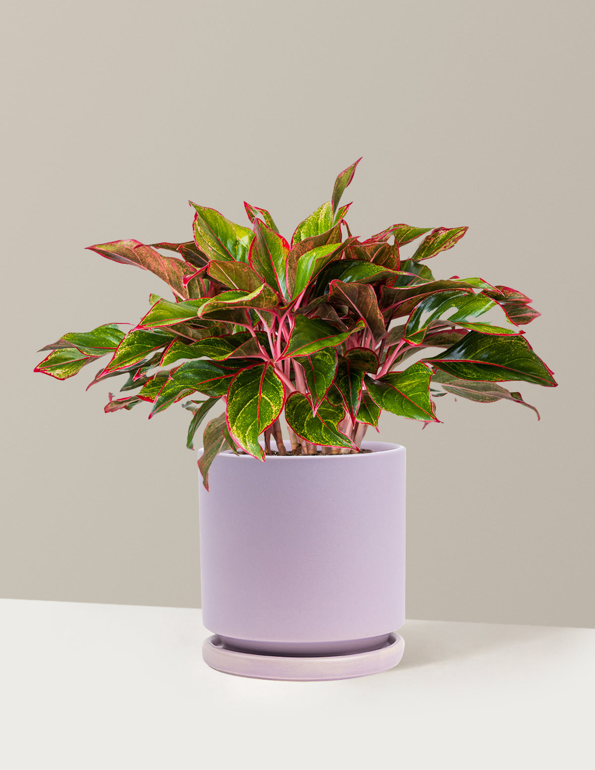 Aglaonema Siam