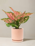 Aglaonema Wishes
