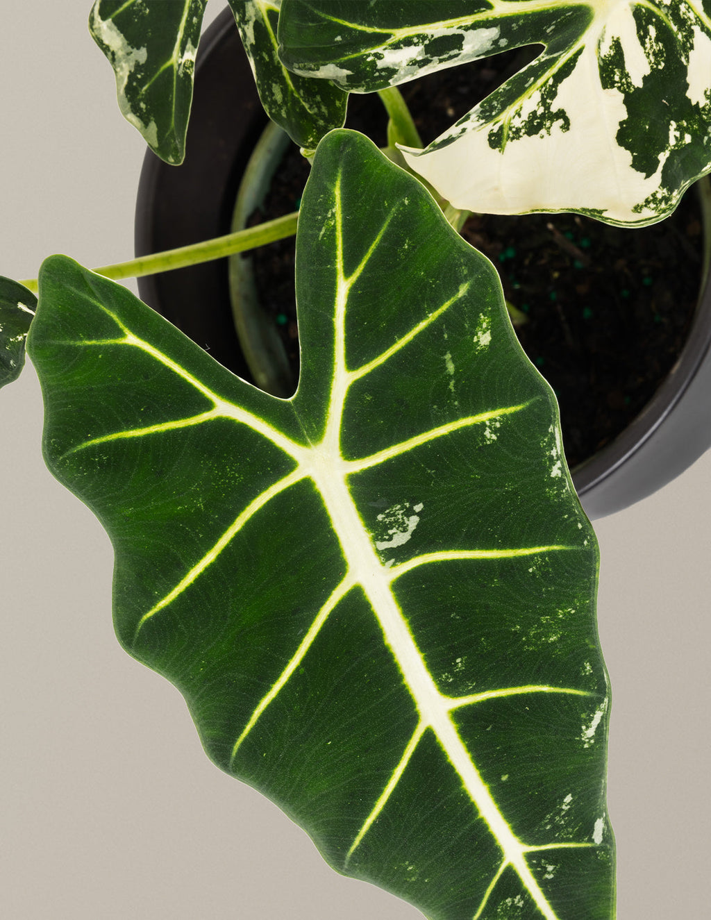 Alocasia Frydek Variegated