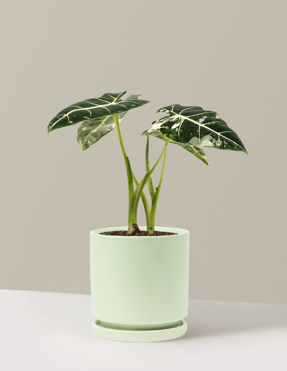 Alocasia Frydek Variegated