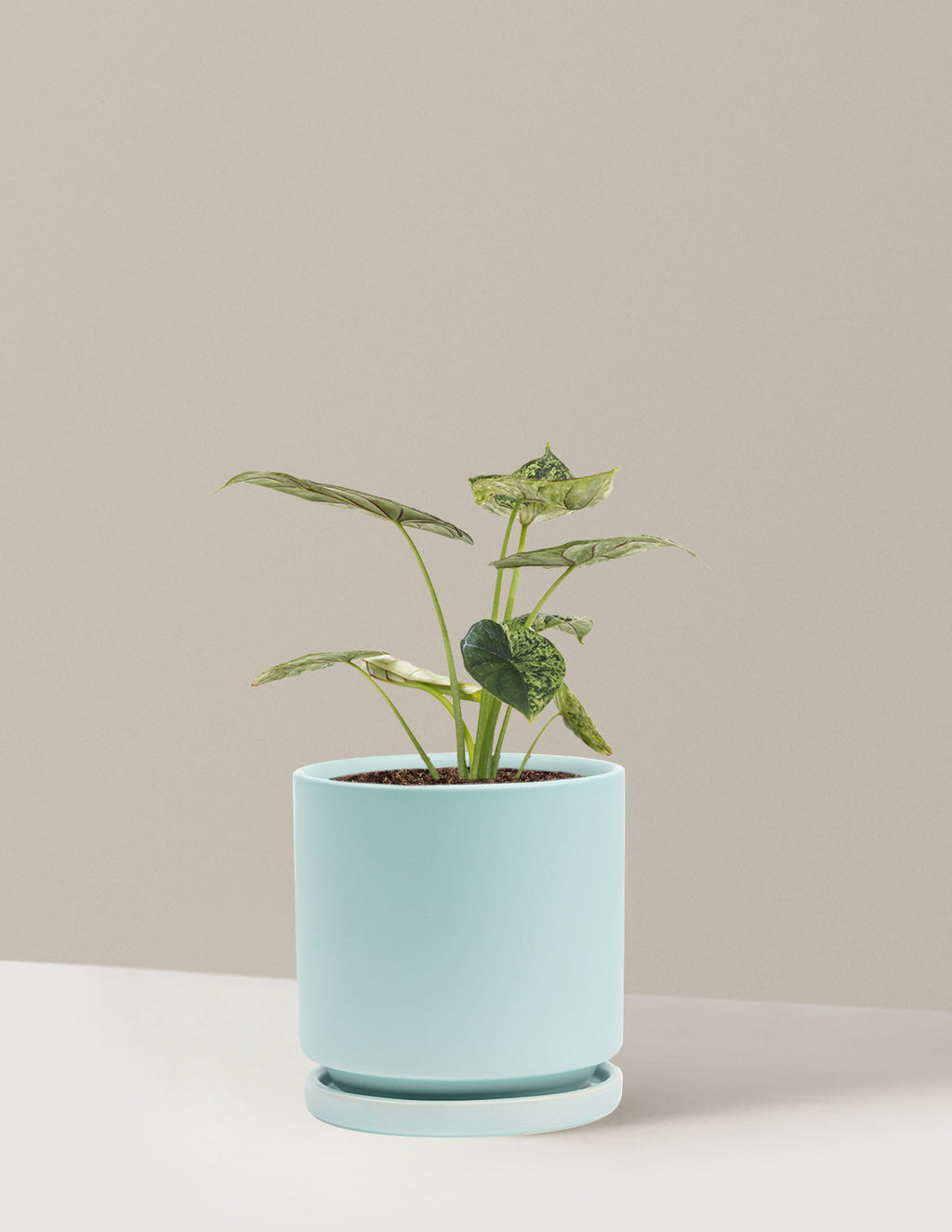 Alocasia Green Mint