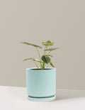 Alocasia Green Mint