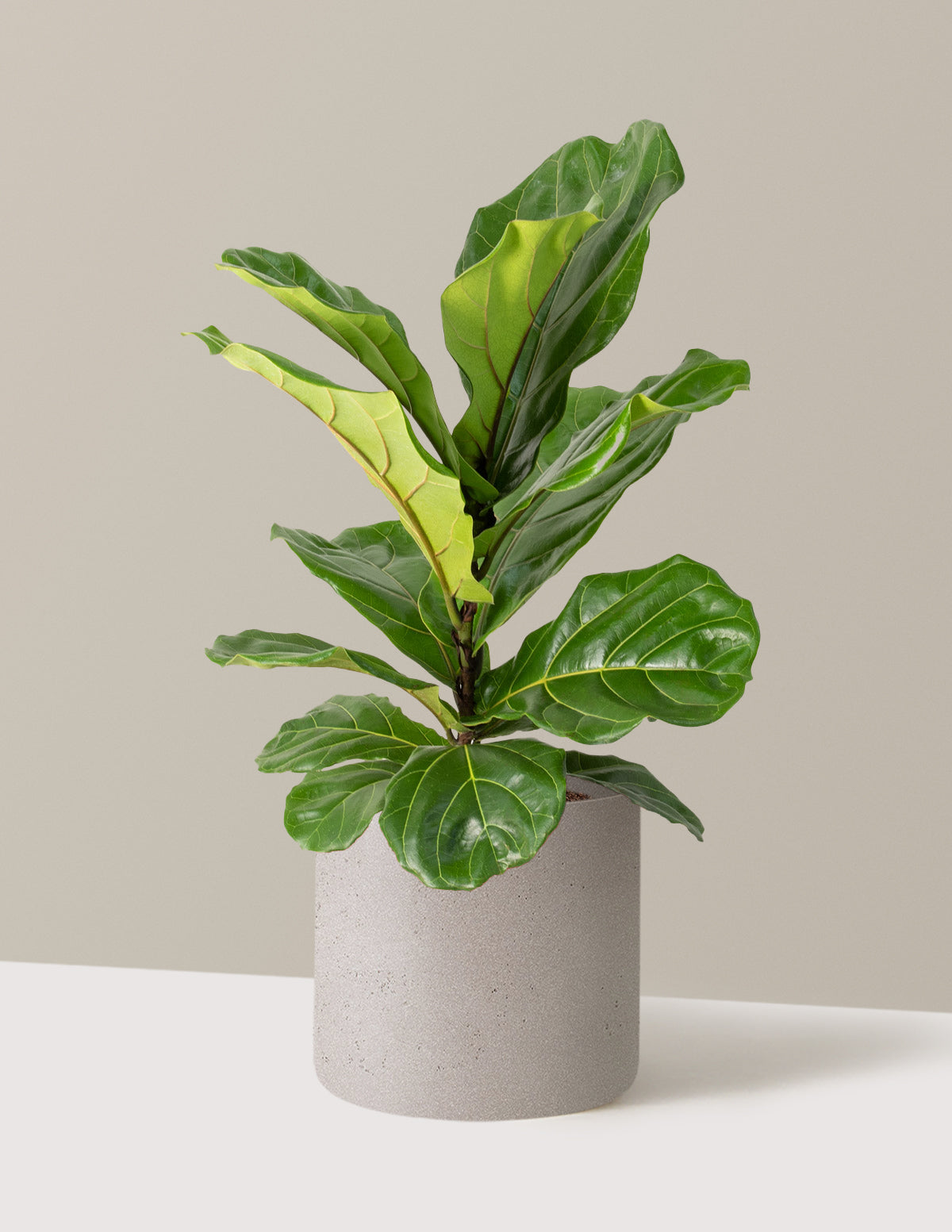 Fiddle Leaf Fig Bush