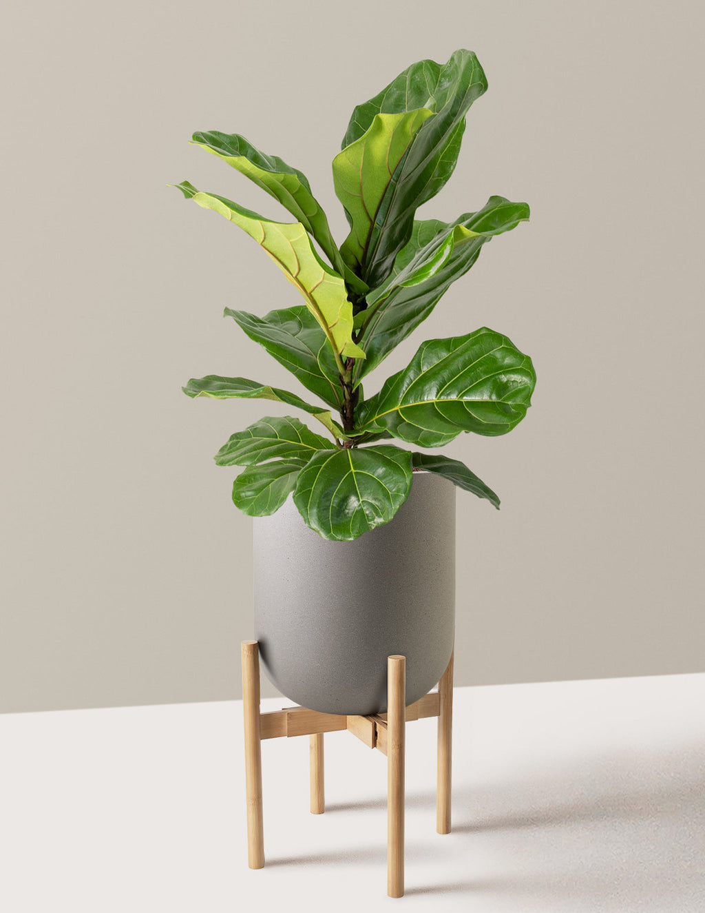 Fiddle Leaf Fig Bush