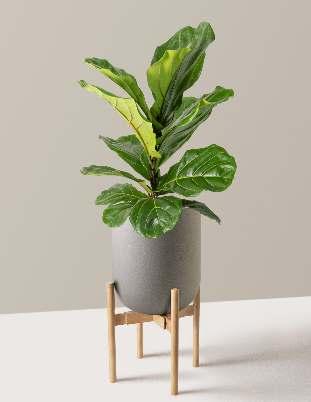 Fiddle Leaf Fig Bush