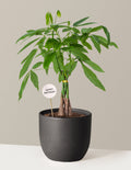 Happy Birthday Money Tree Plant