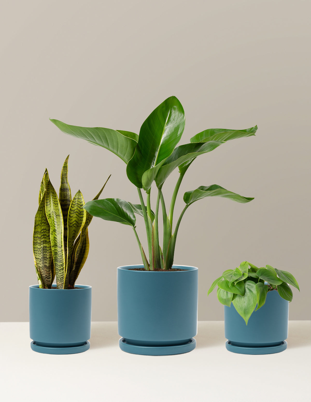 New Digs Plant Trio