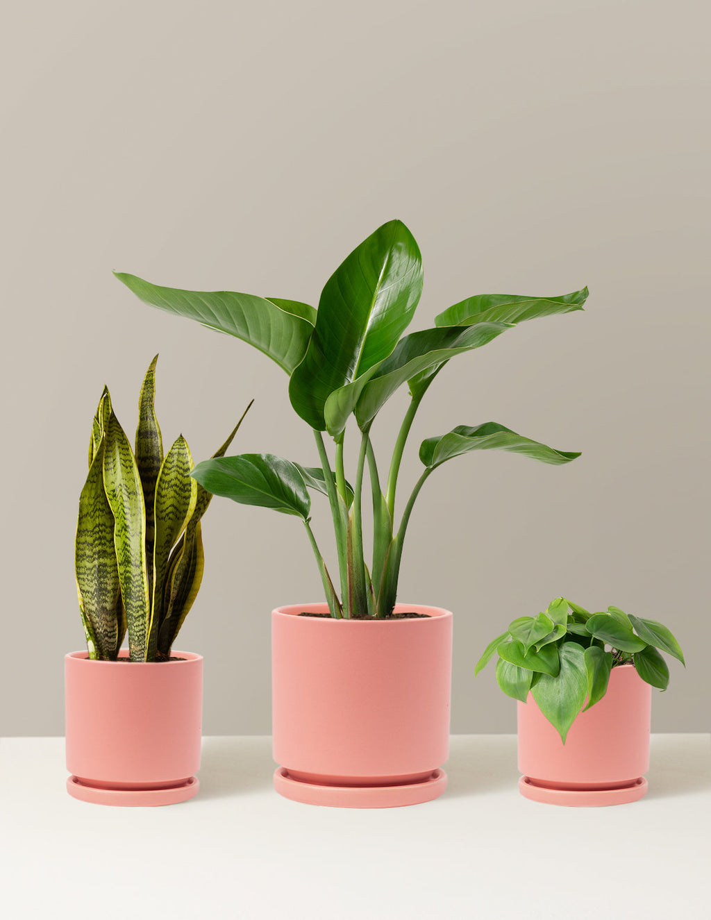 New Digs Plant Trio