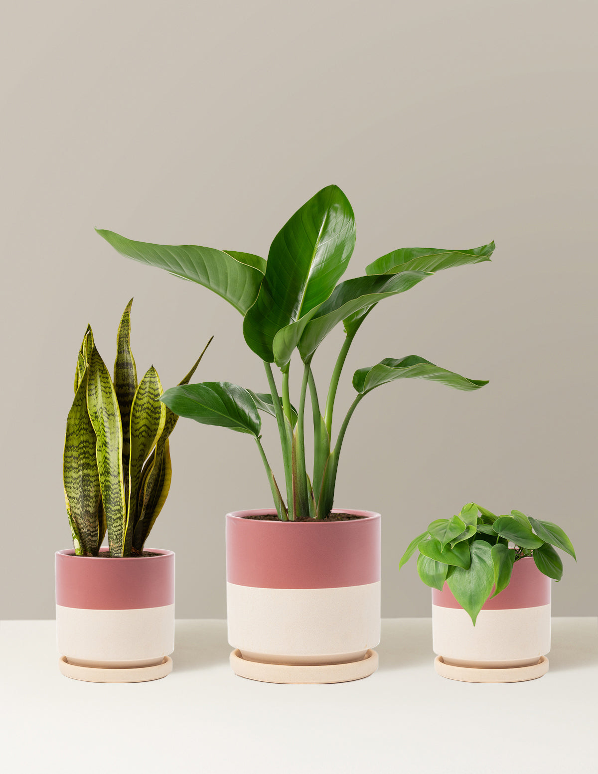 New Digs Plant Trio
