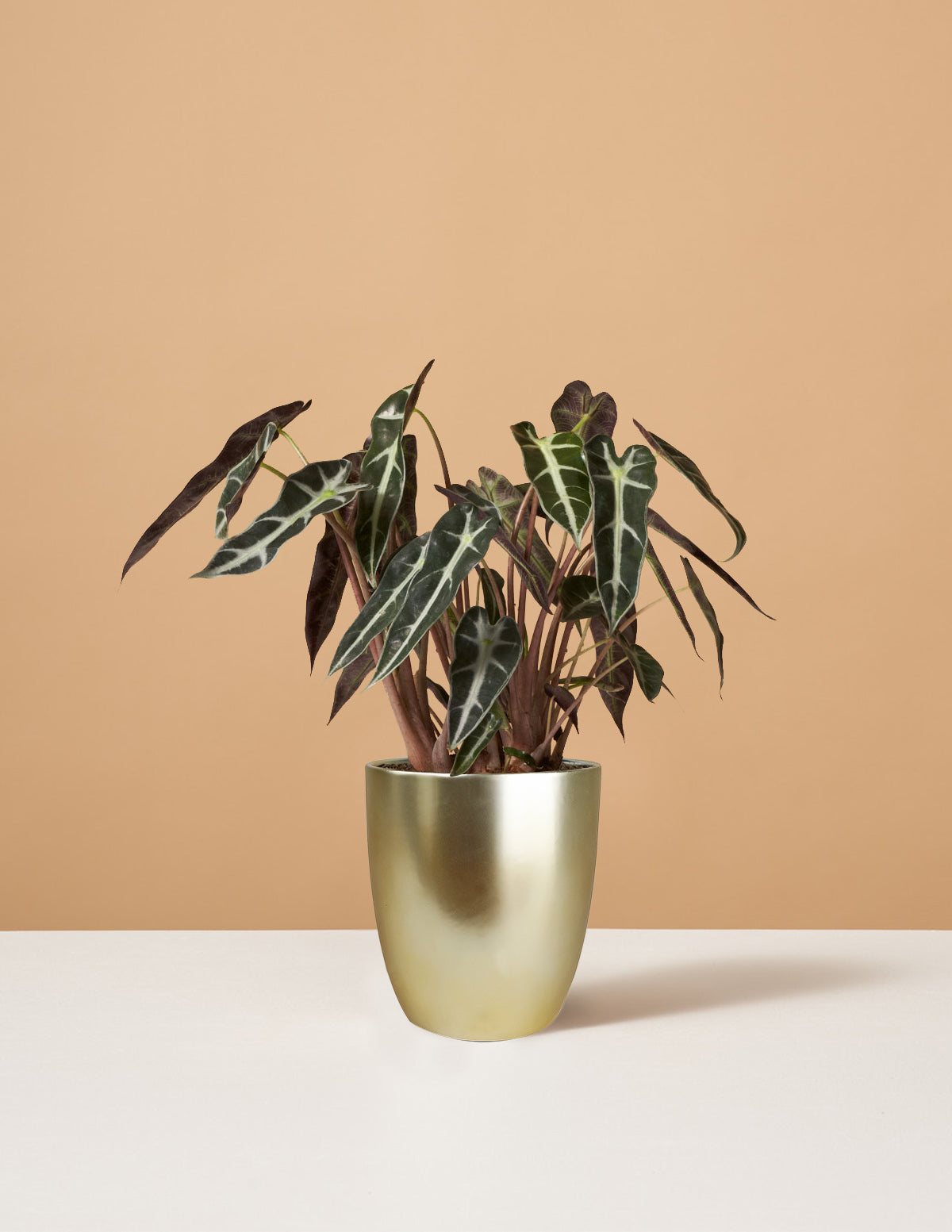 Alocasia Bambino