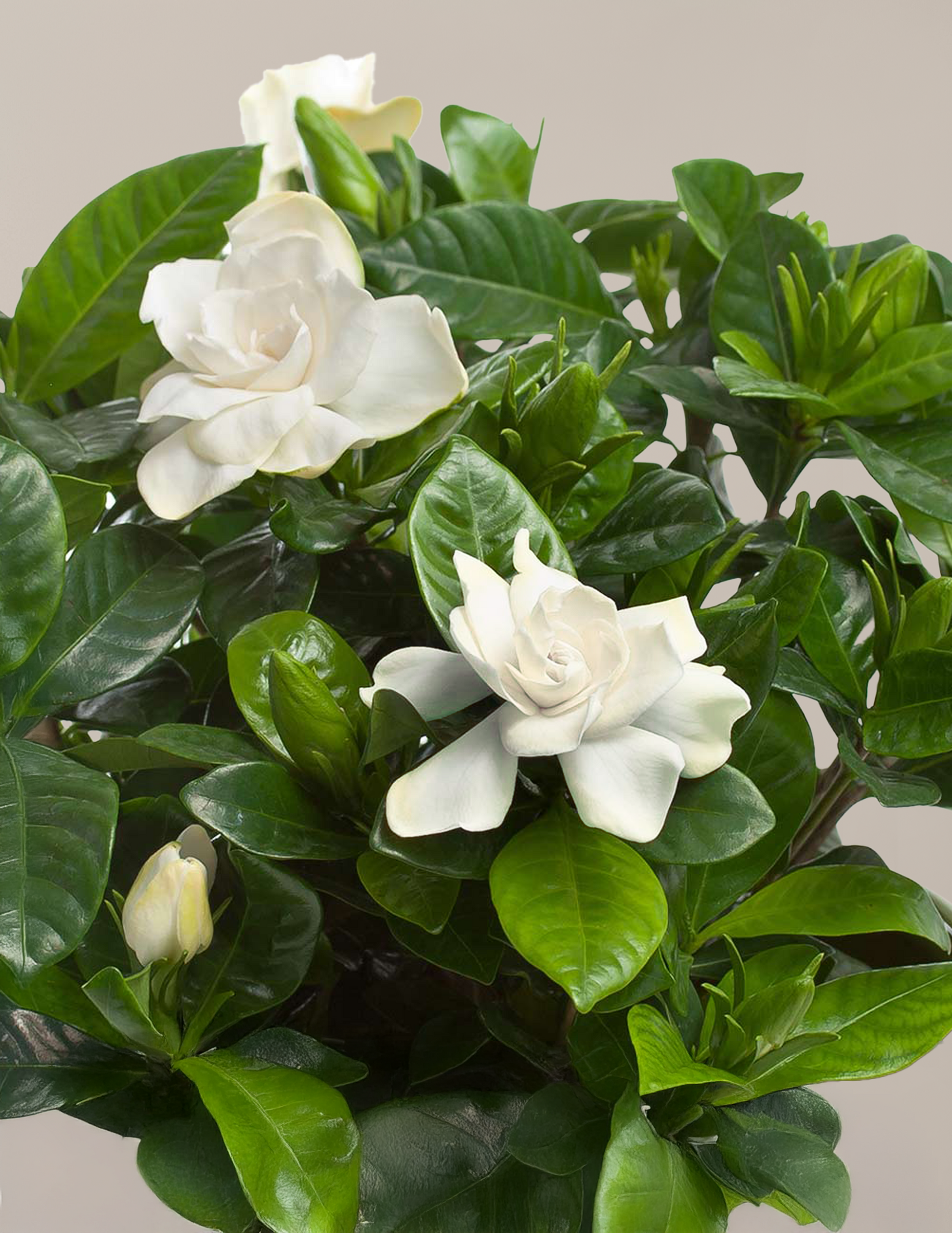 Large Gardenia Tree